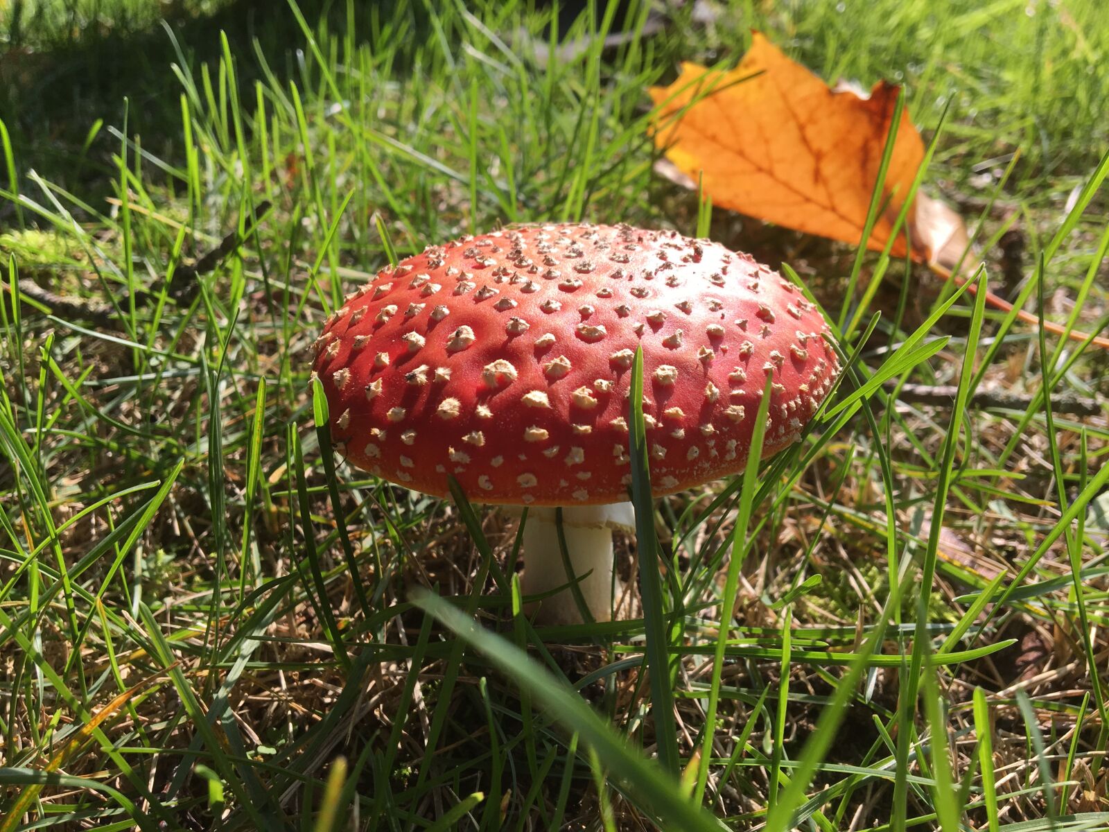 Apple iPhone 6s sample photo. Autumn, mushrooms photography