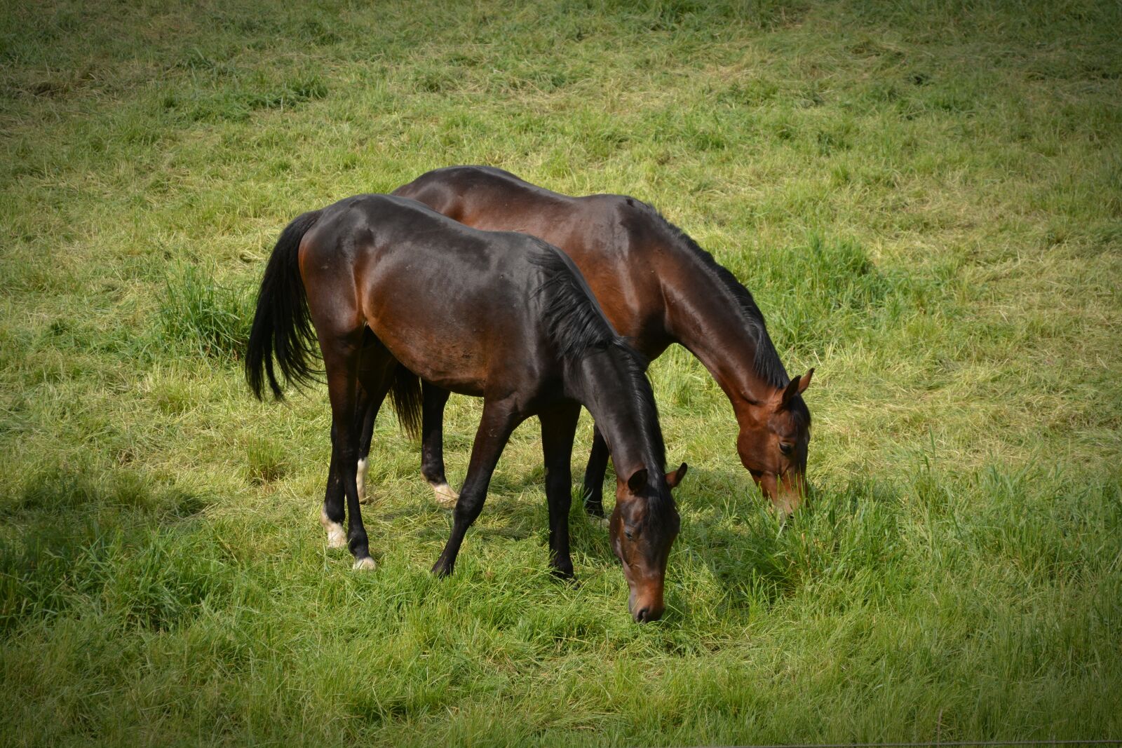 Nikon D5200 sample photo. Horses, flock, coupling photography