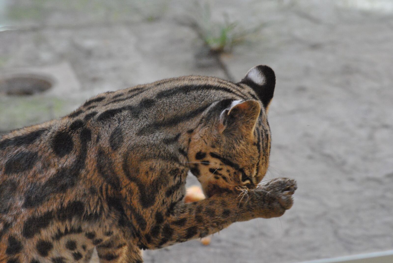 Nikon D3000 sample photo. Tigrillo, zoo, animal photography