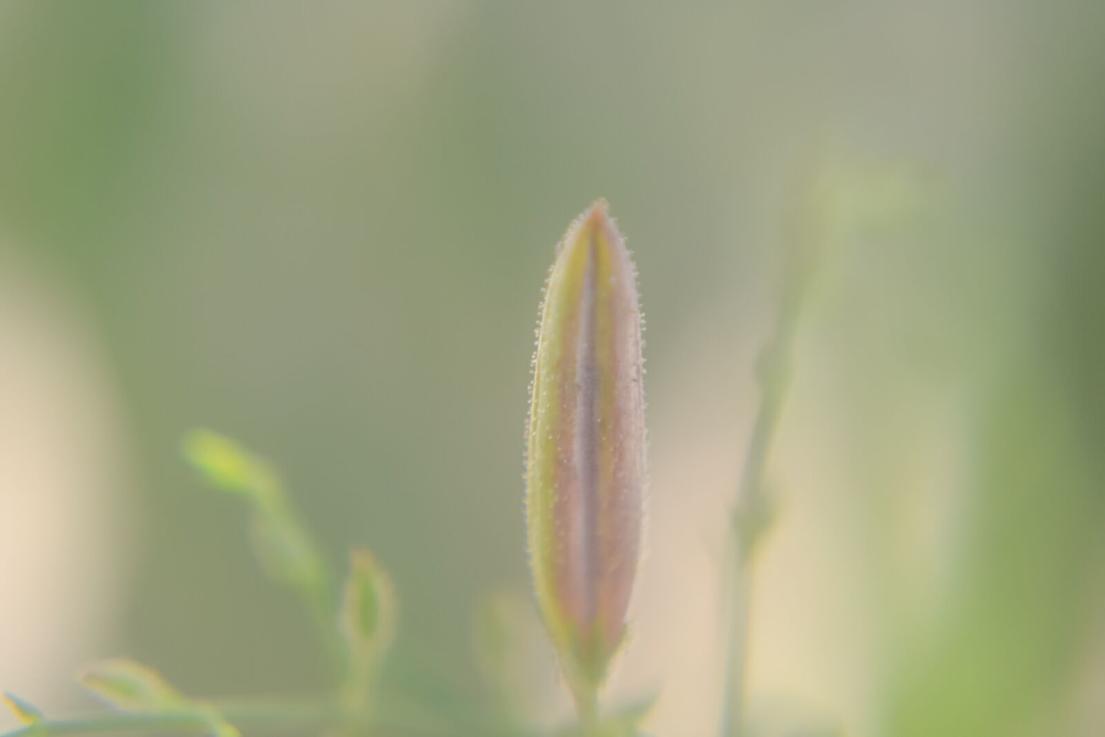 Nikon D3100 sample photo. Macro, sunlight, flower garden photography