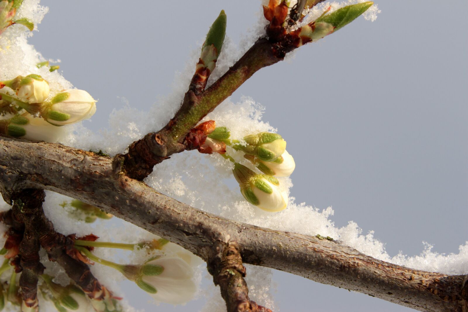 Canon EOS 650D (EOS Rebel T4i / EOS Kiss X6i) sample photo. Plum tree, prunus domestica photography