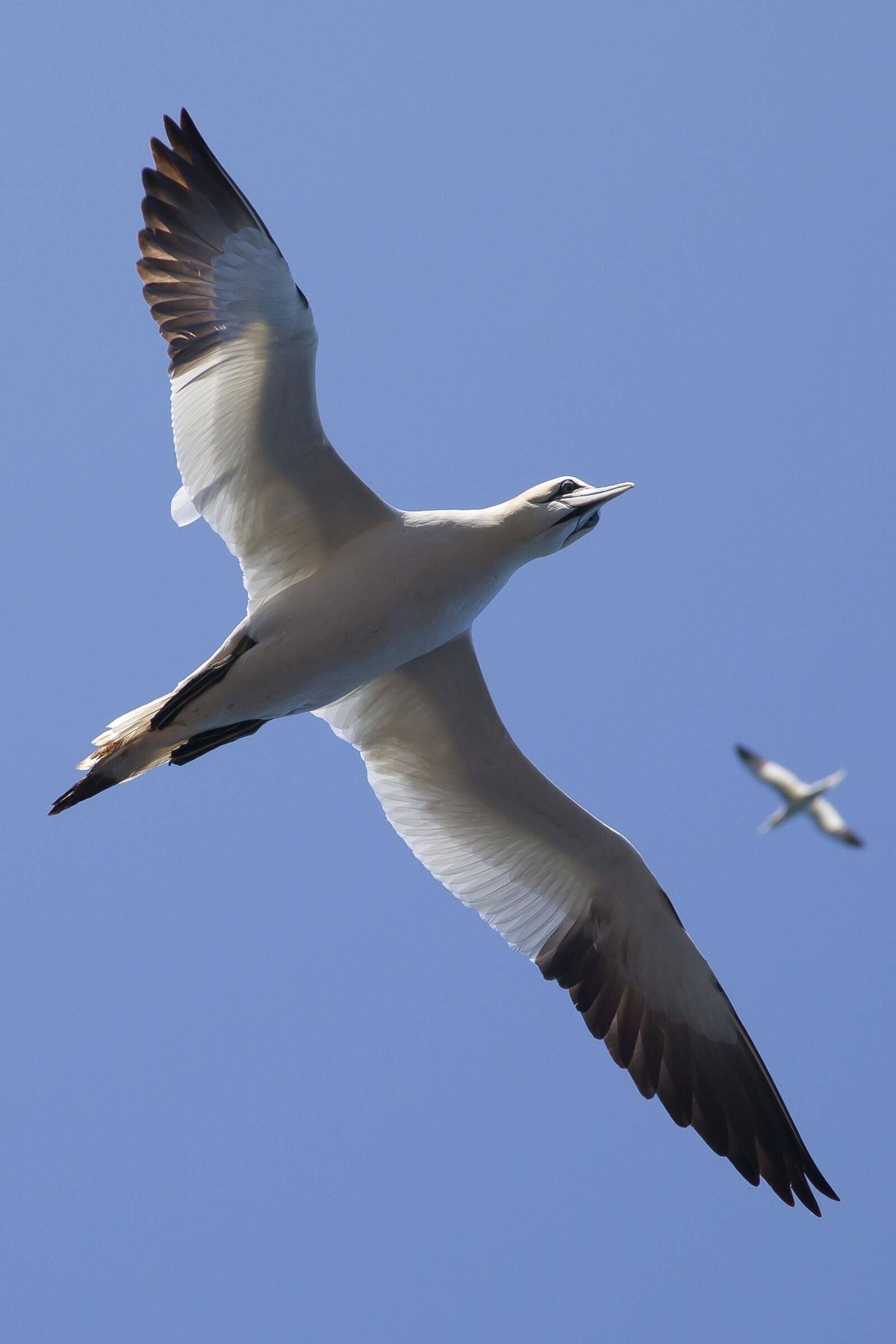 Canon EOS 5D Mark II sample photo. Animals, birds, flight photography