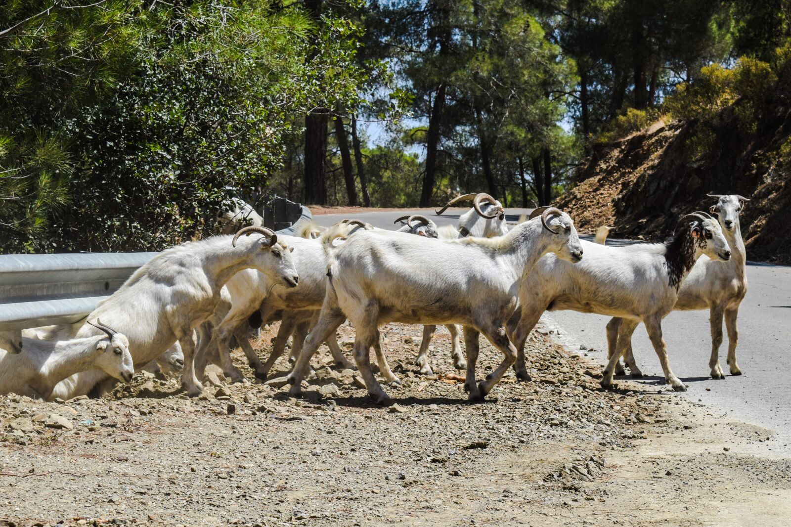 Nikon D3300 sample photo. Goats, forest, road photography