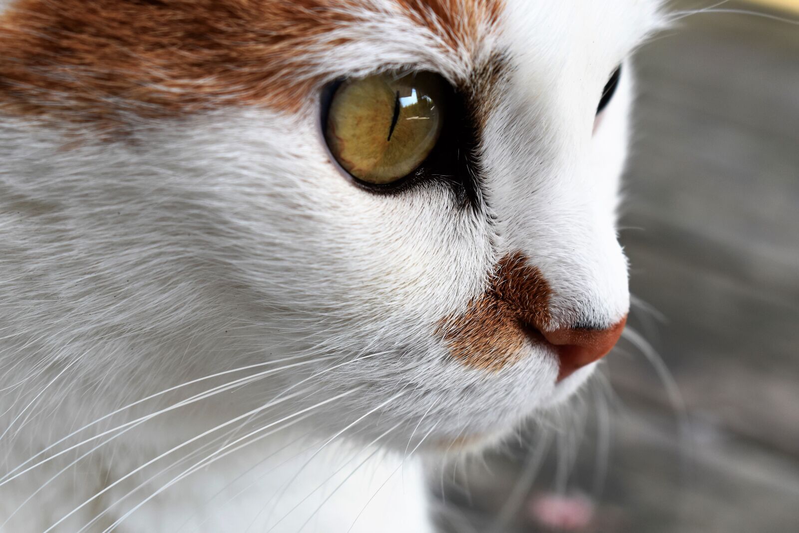 Nikon D5500 sample photo. Cat, animal, close up photography