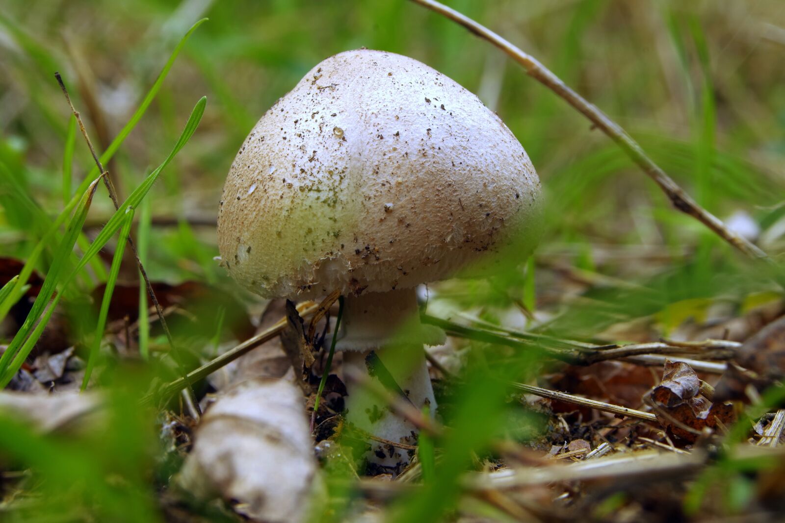 Pentax K-S2 sample photo. Mushrooms, brown, white photography