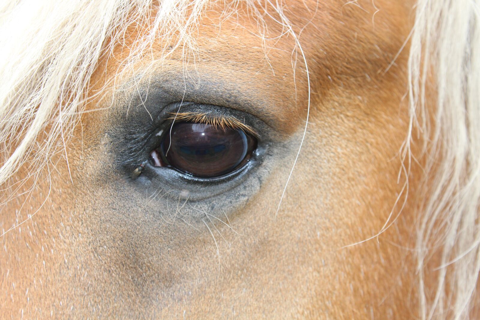 Canon EOS 1300D (EOS Rebel T6 / EOS Kiss X80) sample photo. Horse eye with a photography