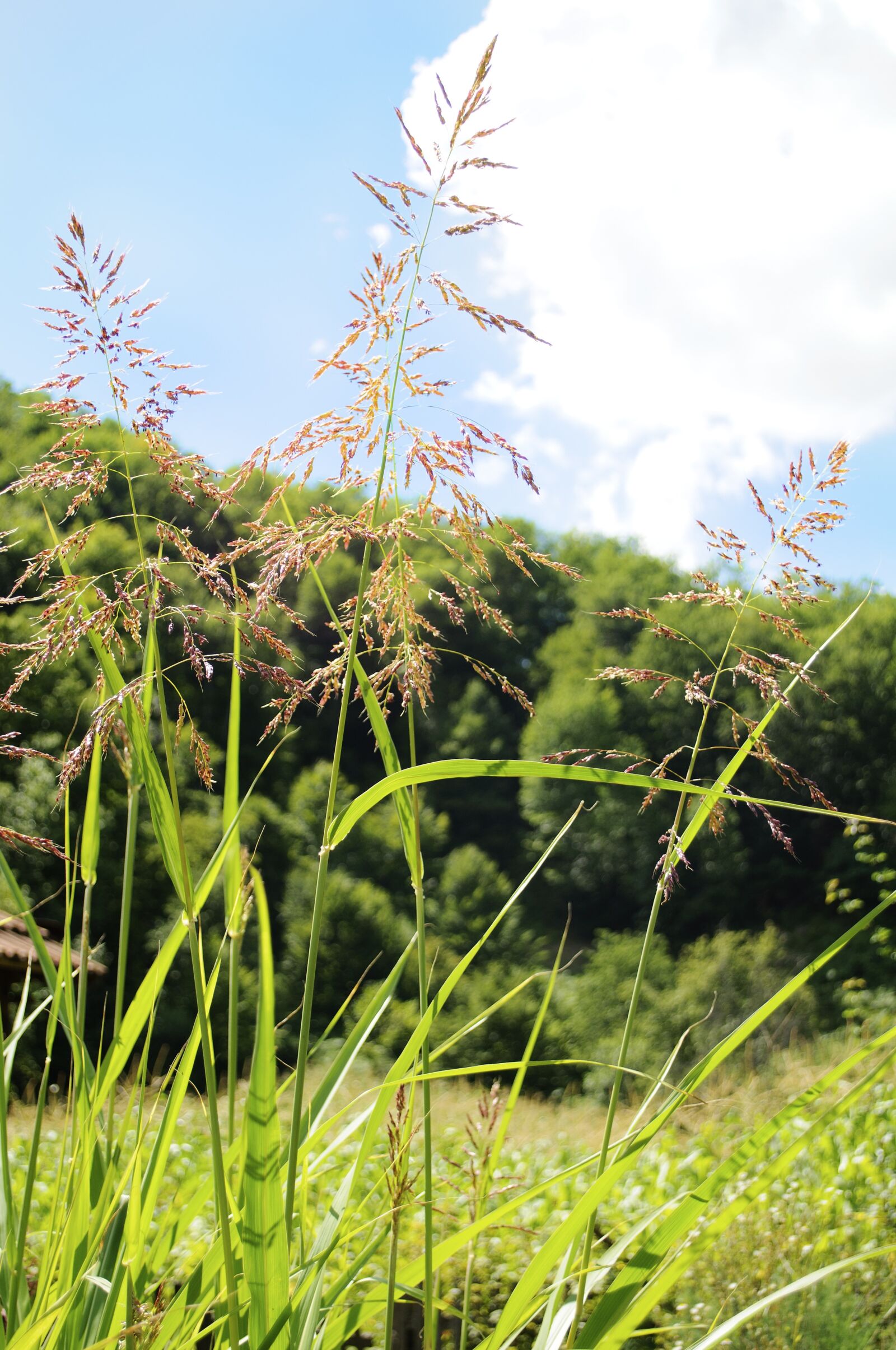Nikon D5000 sample photo. Nature, flora, grass photography