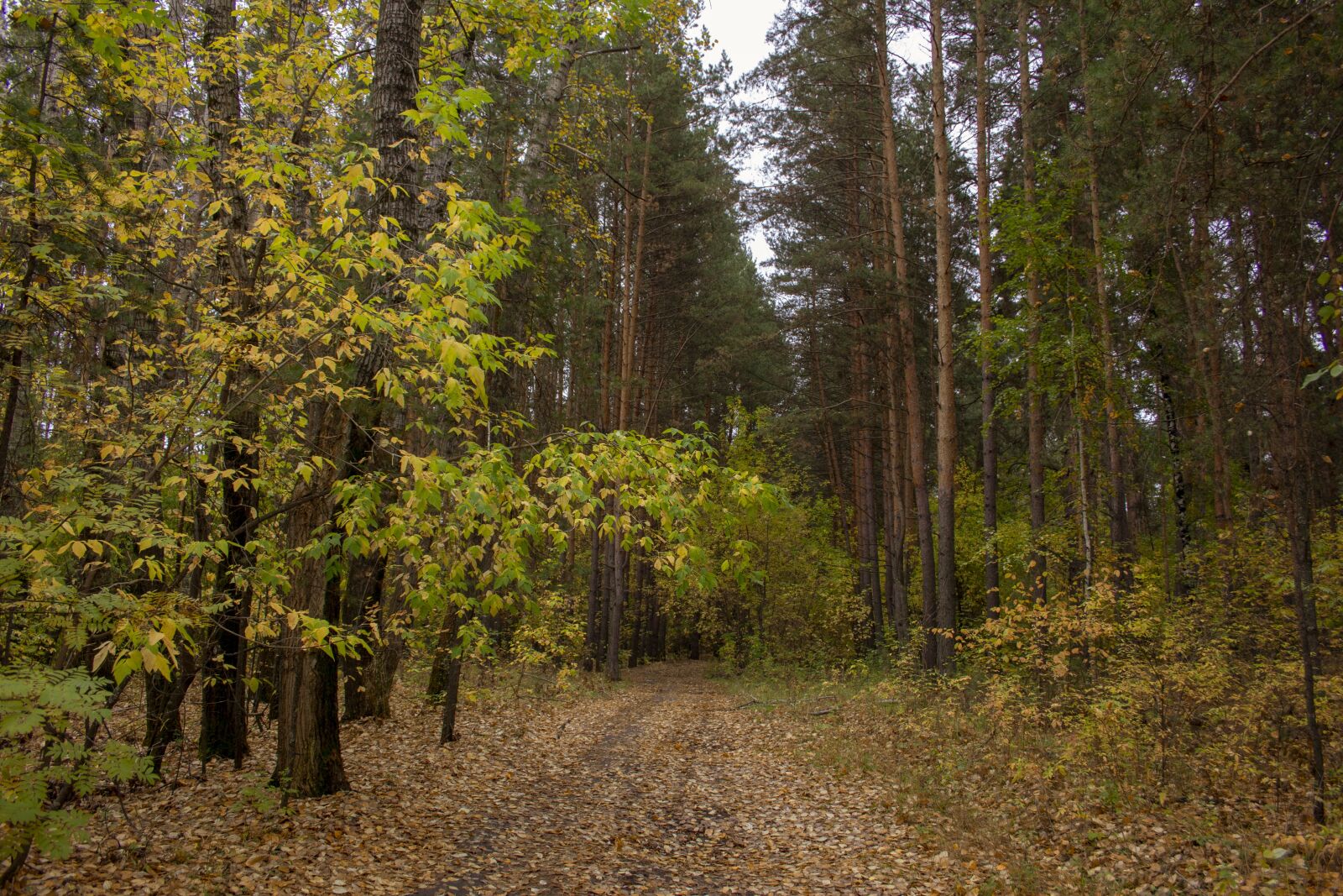 Canon EOS 60D + Canon EF-S 18-55mm F3.5-5.6 sample photo. Boron, pine trees, forest photography
