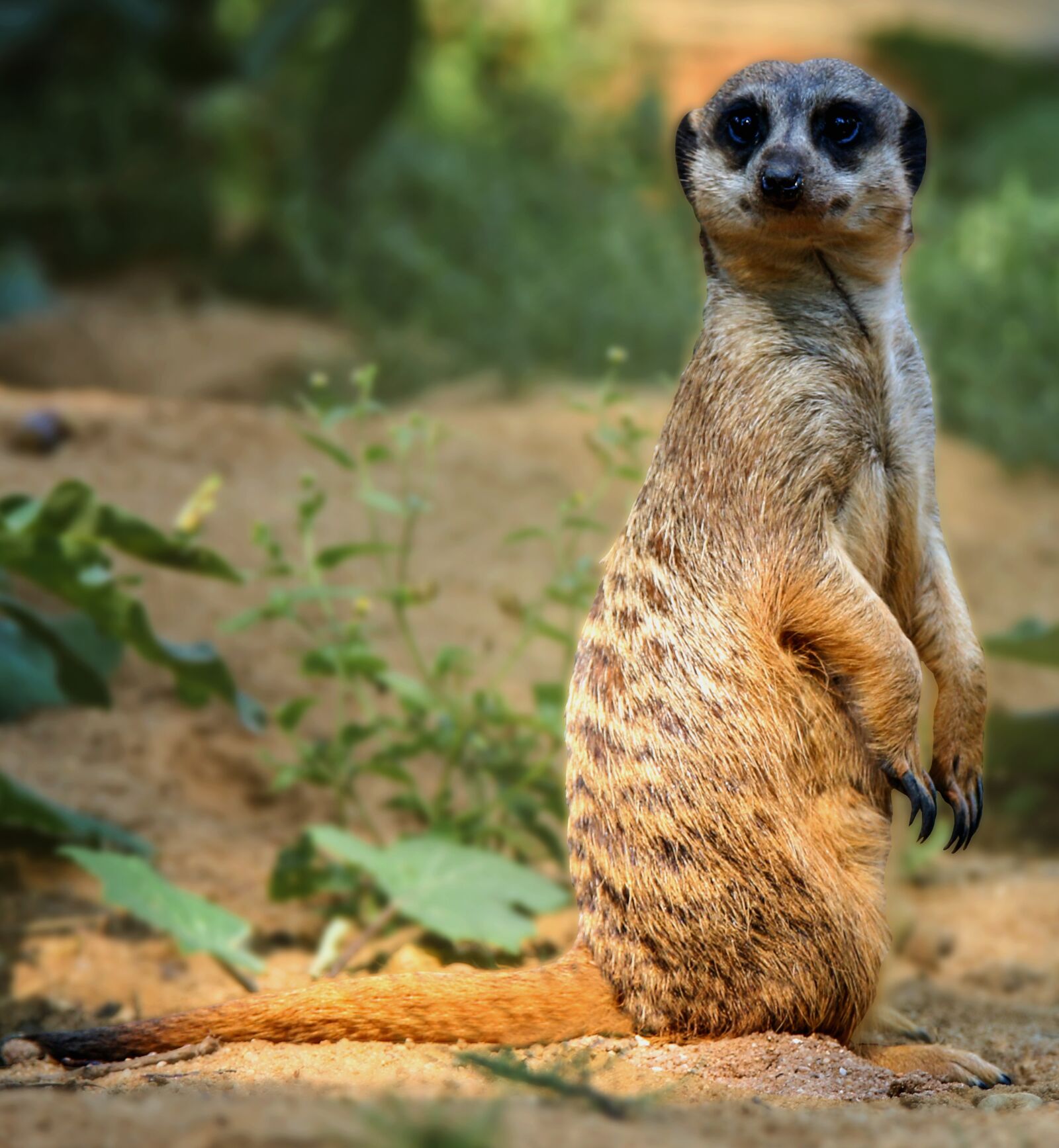 Canon EOS 70D + Tamron SP 150-600mm F5-6.3 Di VC USD sample photo. Animal world, meerkat, africa photography