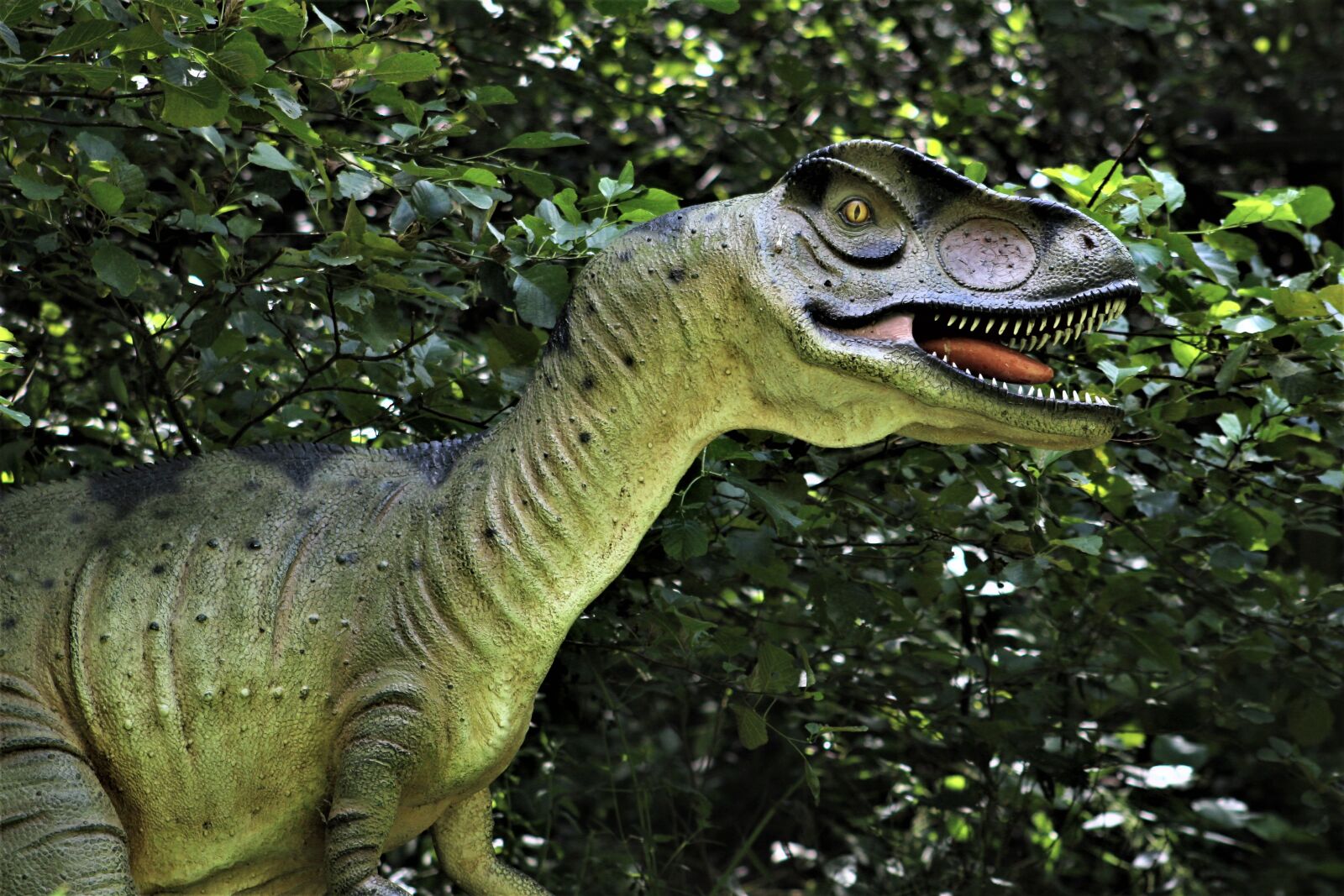 Canon EOS 1300D (EOS Rebel T6 / EOS Kiss X80) sample photo. Reptile, nature, animal photography