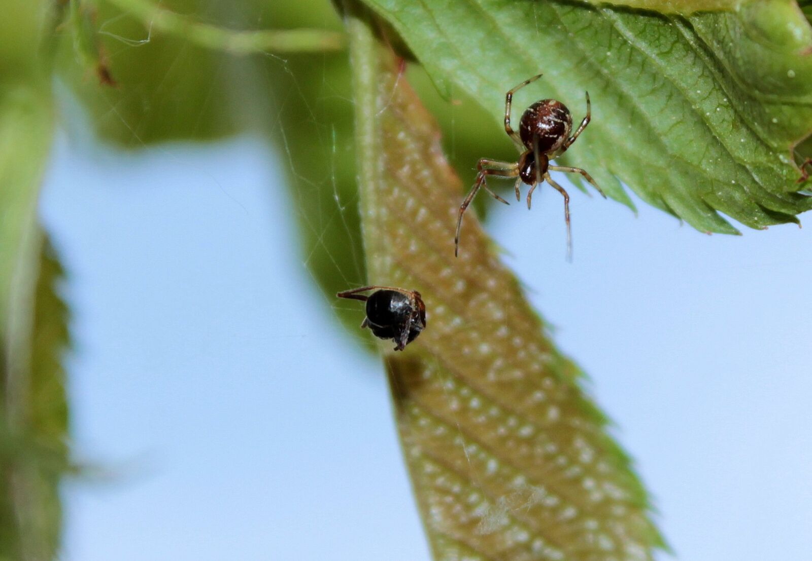 Canon EOS 650D (EOS Rebel T4i / EOS Kiss X6i) sample photo. Spider, small spider, shine photography