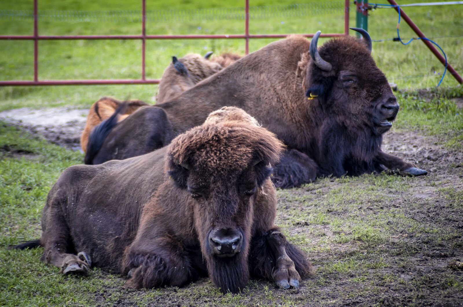 smc PENTAX-F 70-210mm F4-5.6 sample photo. Bison, animal, buffalo photography
