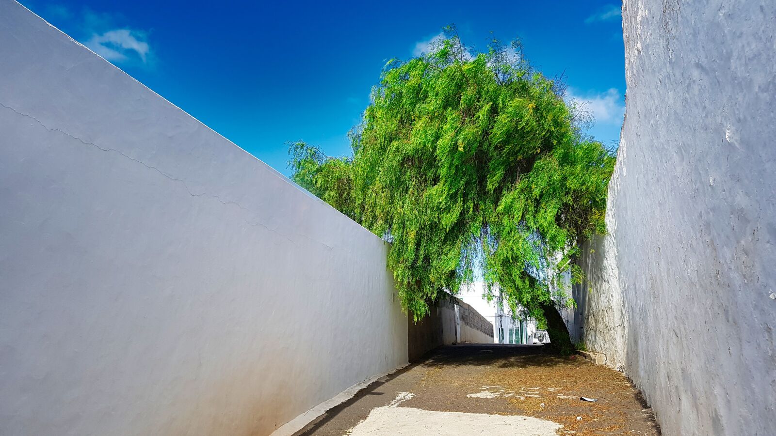 Samsung Galaxy S7 sample photo. Lanzarote, tree, street photography