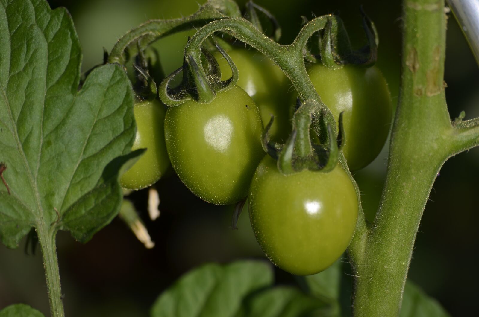 Nikon D5100 sample photo. Tomatoes, green, vegetables photography