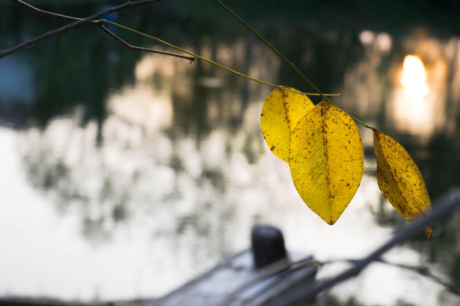 Nikon D5300 sample photo. Autumn leaves, water photography