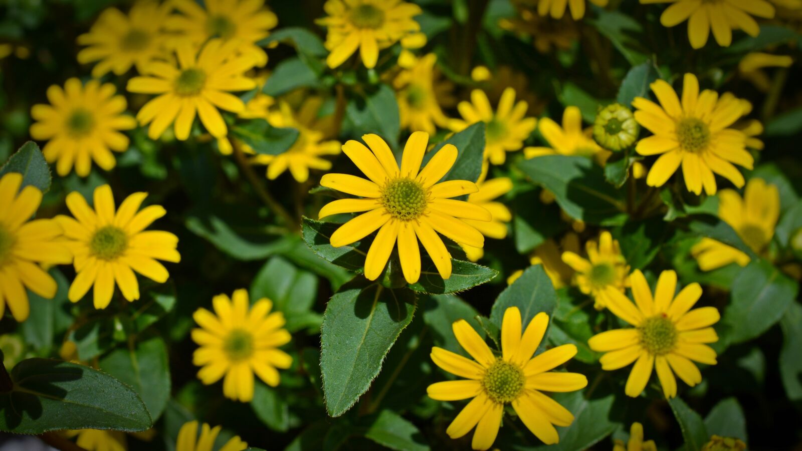 Nikon D5200 sample photo. Flower, blossom, bloom photography