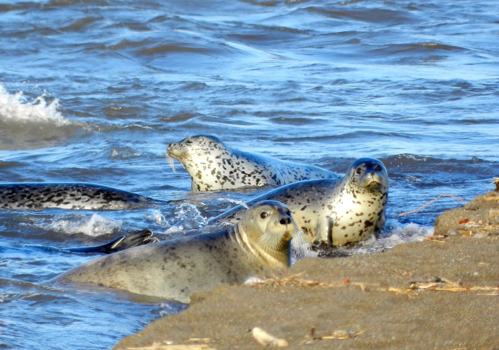 Nikon Coolpix P500 sample photo. Seals, rookery, coast photography