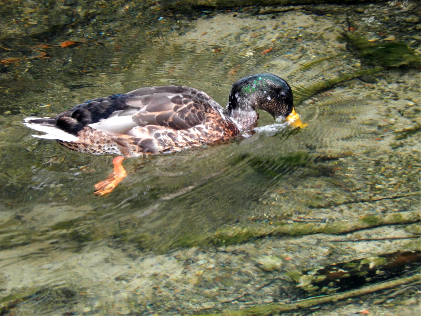 Nikon Coolpix S9500 sample photo. Duck, mallard, water bird photography