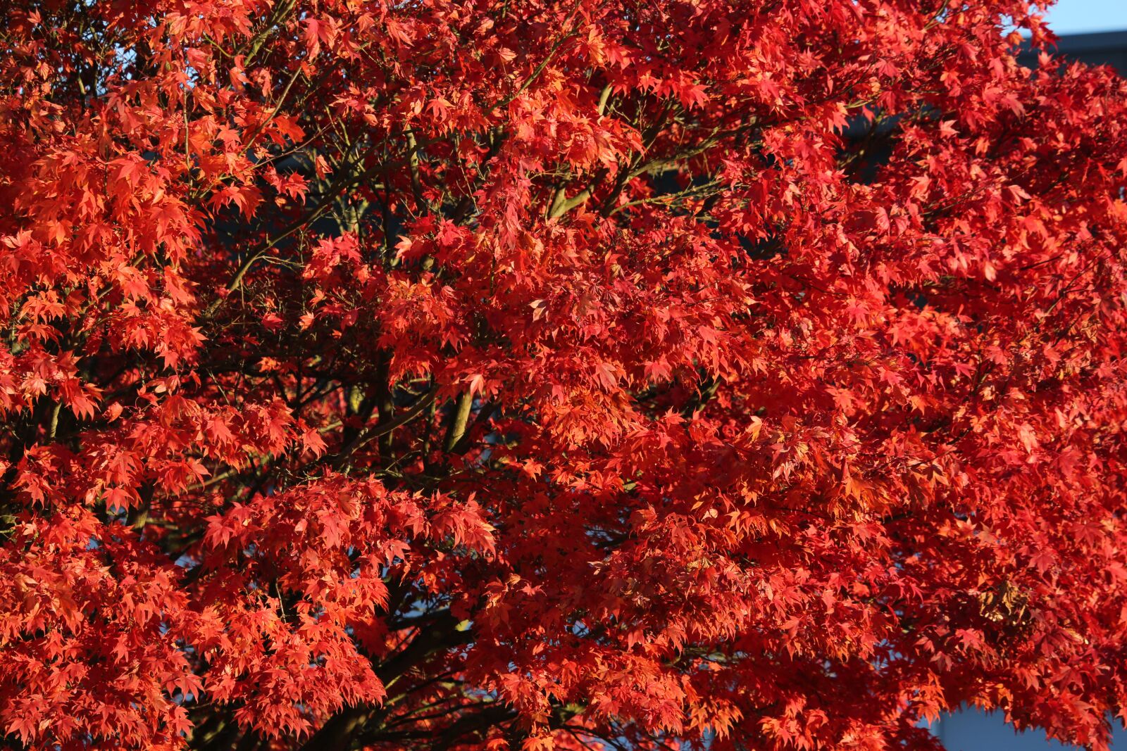 Canon EF 100-400mm F4.5-5.6L IS USM sample photo. Leaves, bush, plant photography