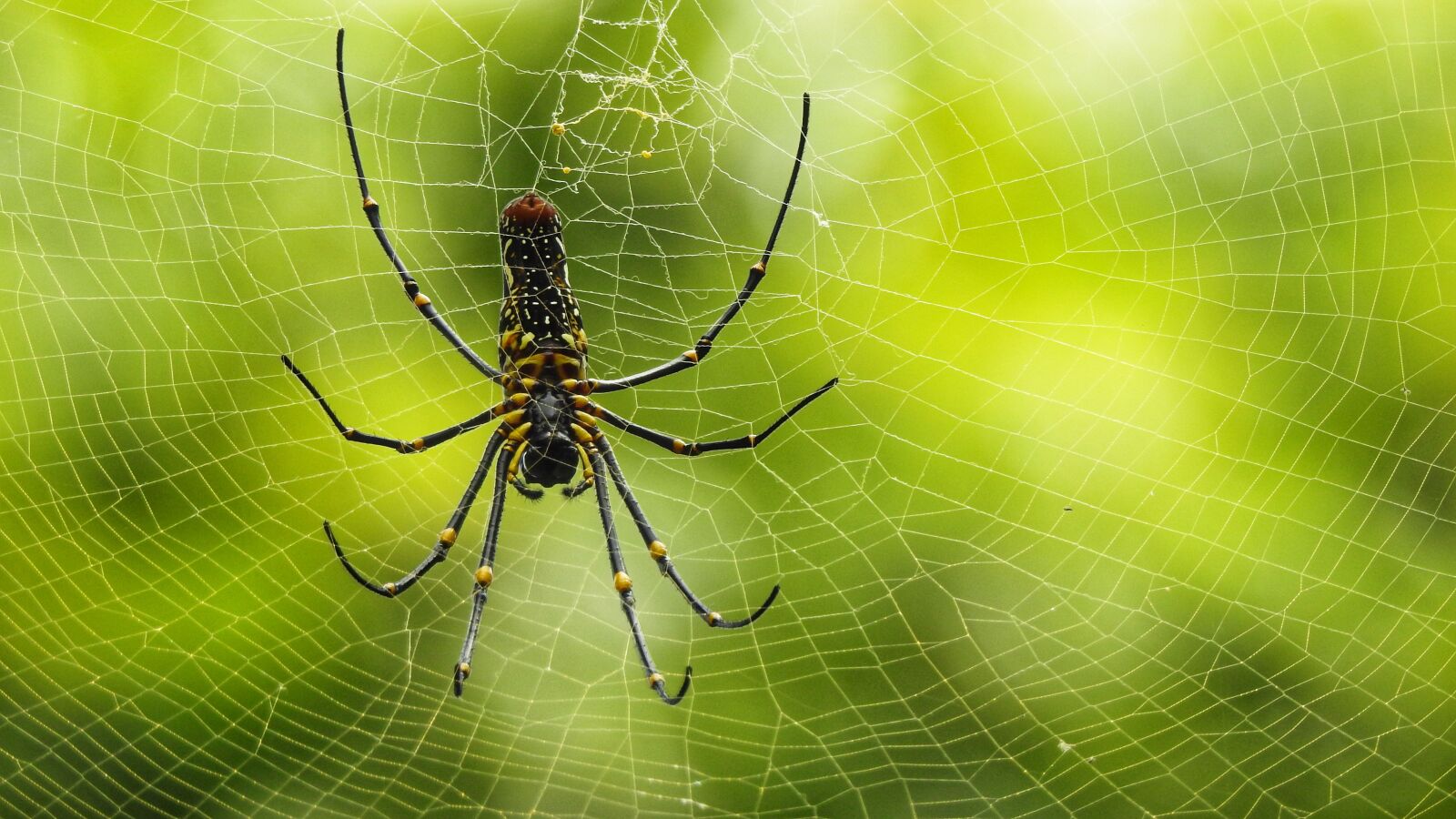 Nikon Coolpix P900 sample photo. Indian, spider, net photography