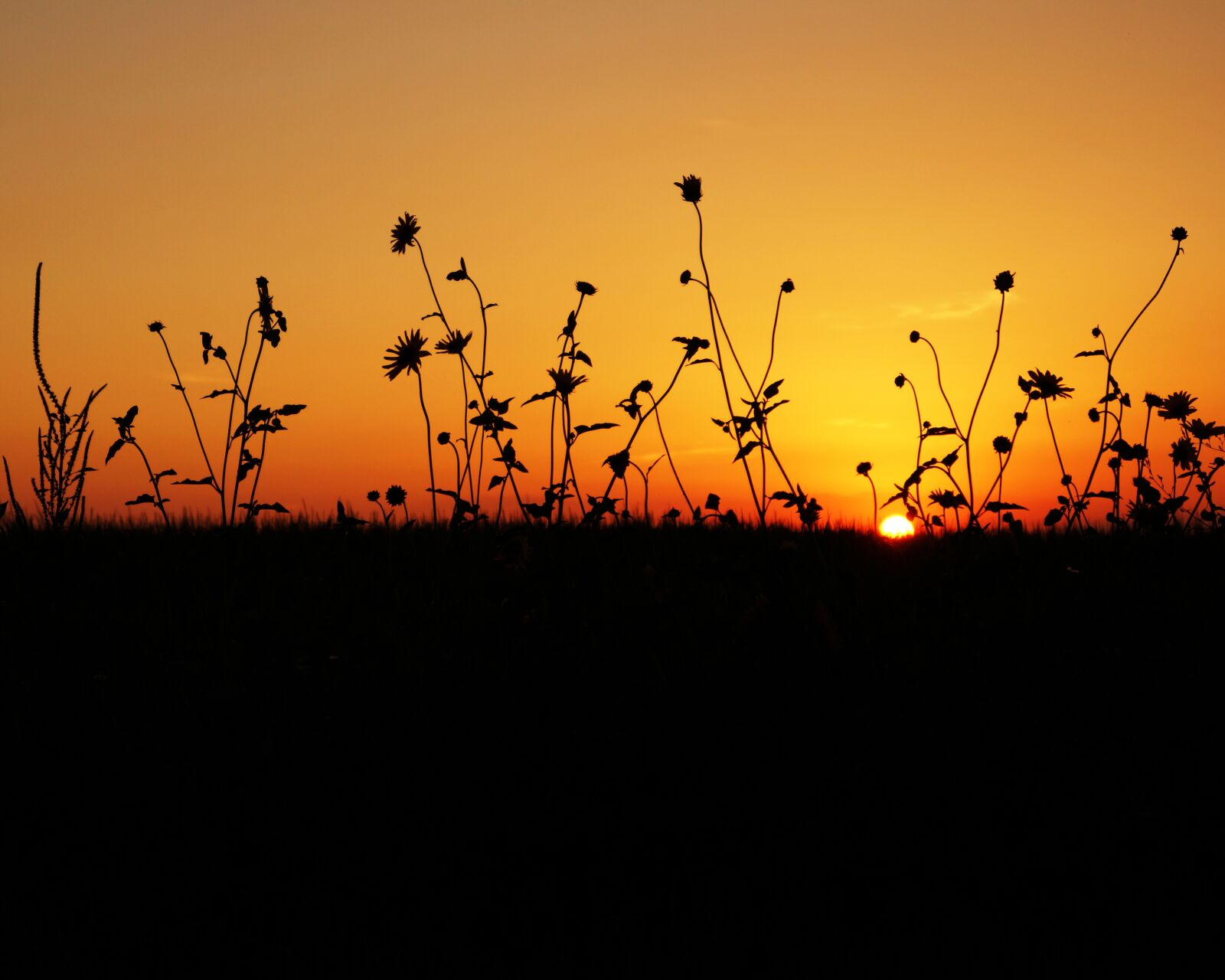 Sony SLT-A65 (SLT-A65V) + Sony DT 18-55mm F3.5-5.6 SAM sample photo. Sunset, sun, set photography