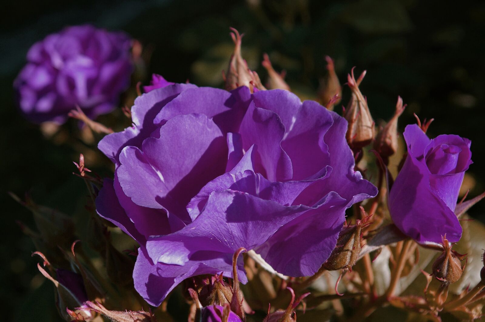 Pentax *ist DL2 sample photo. Rose, rhapsody in blue photography