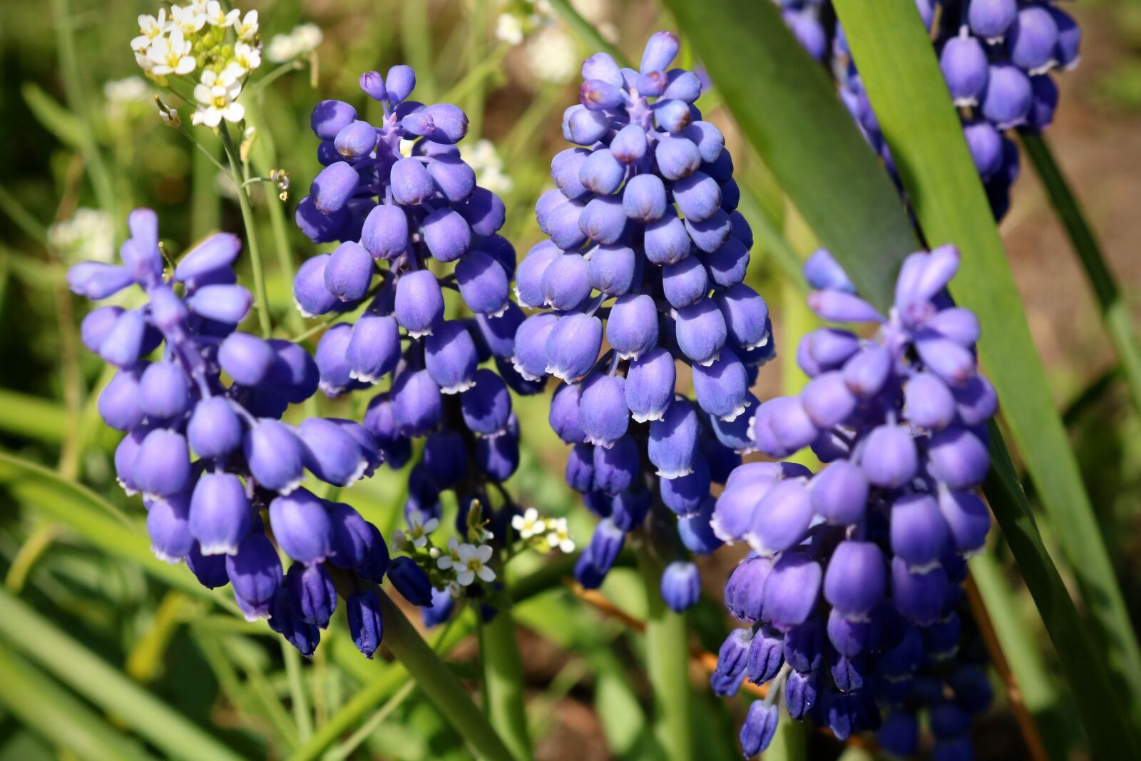 Canon EOS 750D (EOS Rebel T6i / EOS Kiss X8i) sample photo. Nature, flower, plant photography