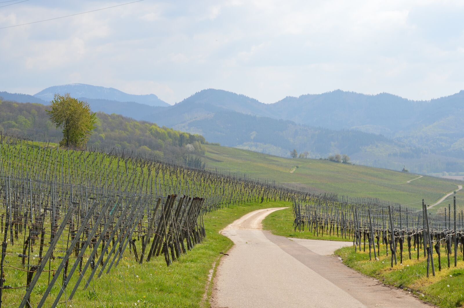 Nikon D3200 sample photo. Vineyard, away, black forest photography