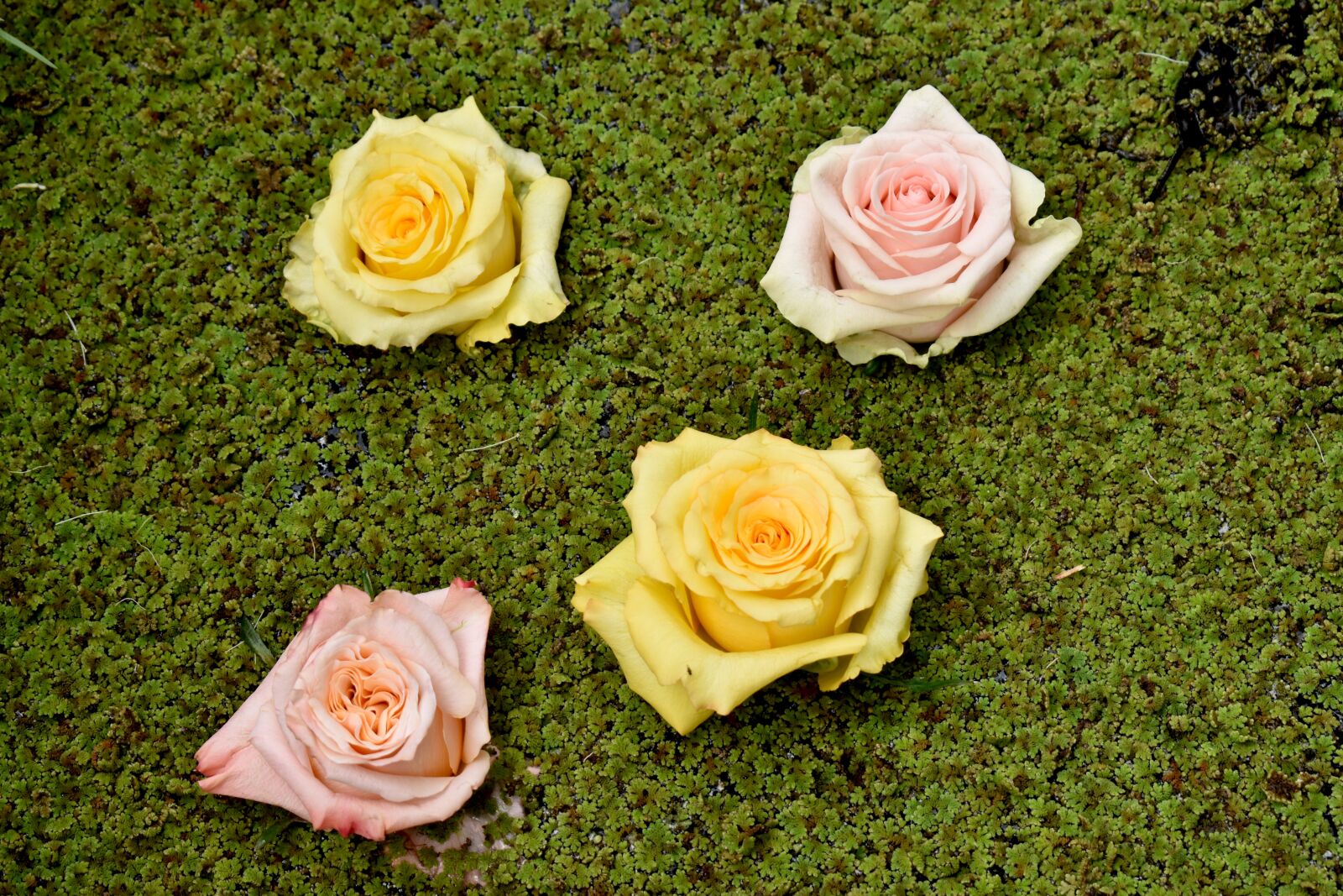 Nikon D3500 sample photo. Roses, green, nature photography