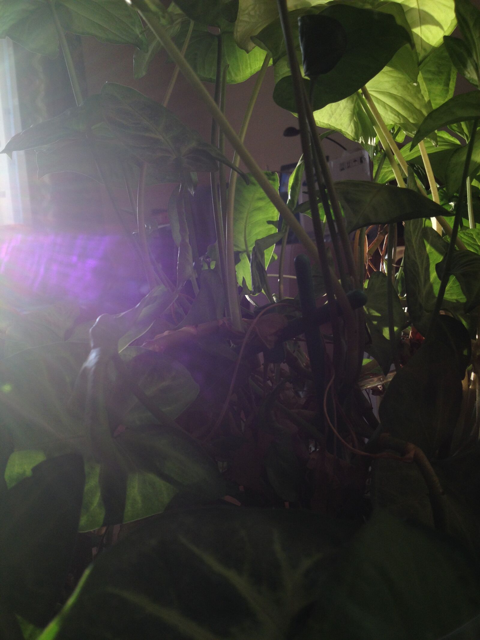 Apple iPhone 4S sample photo. Light, plant, purple photography