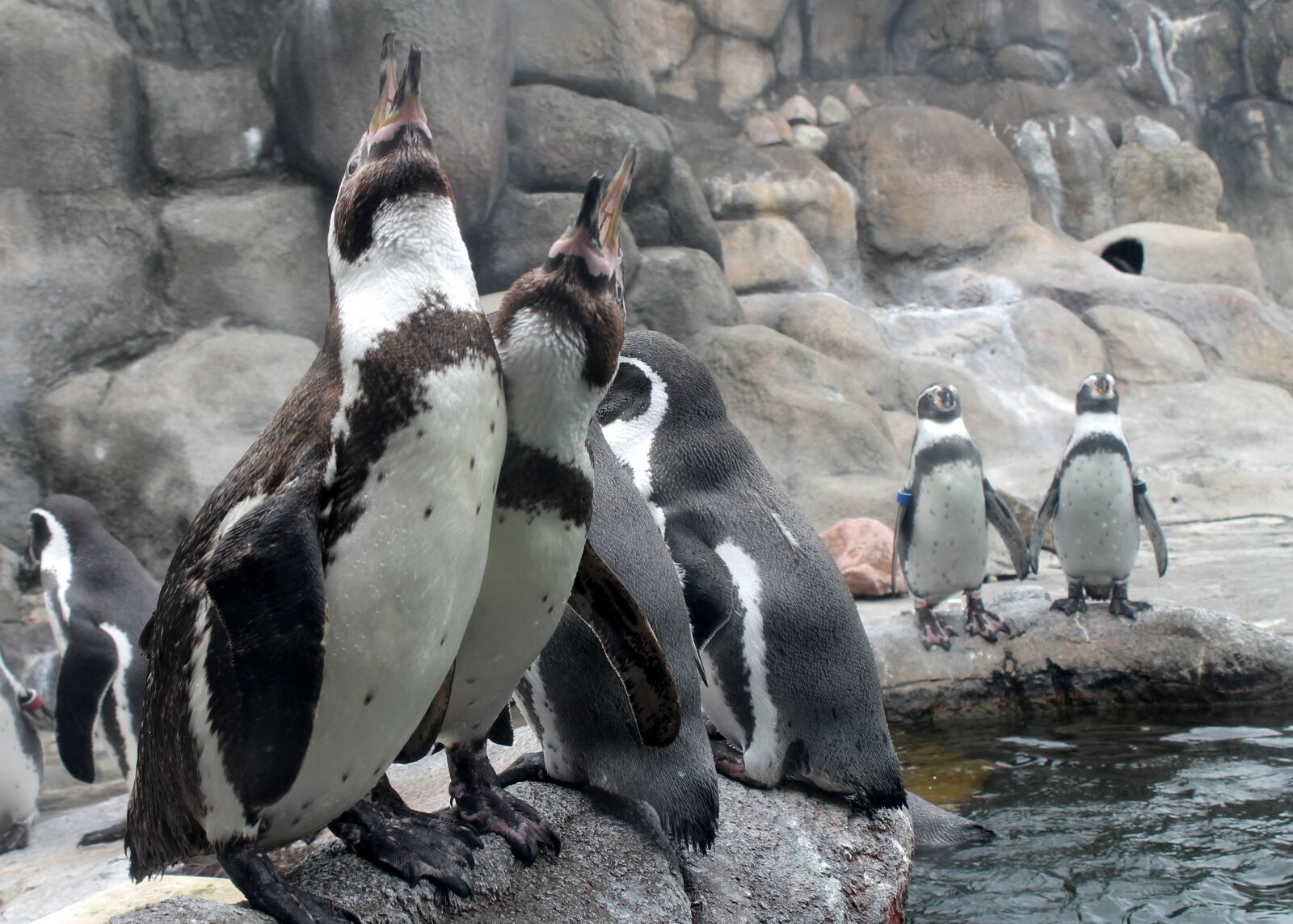 Canon EOS 1100D (EOS Rebel T3 / EOS Kiss X50) sample photo. Penguin, zoo, bird photography