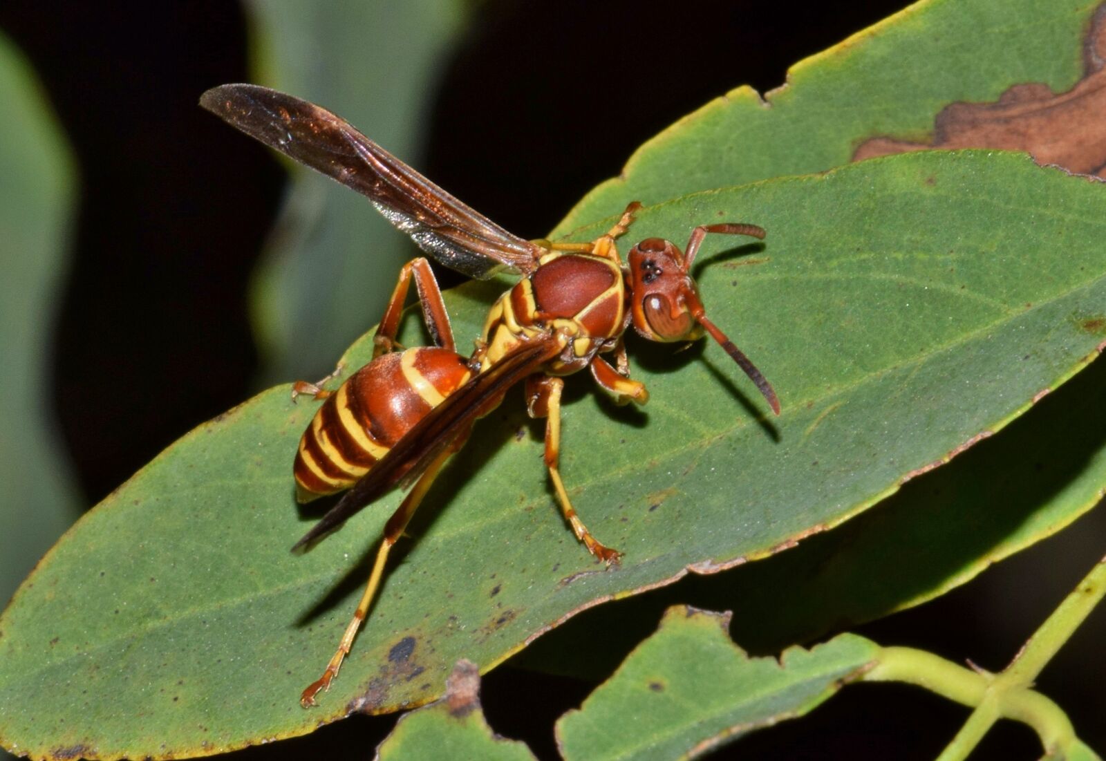 Nikon D5300 sample photo. Wasp, paper wasp, umbrella photography