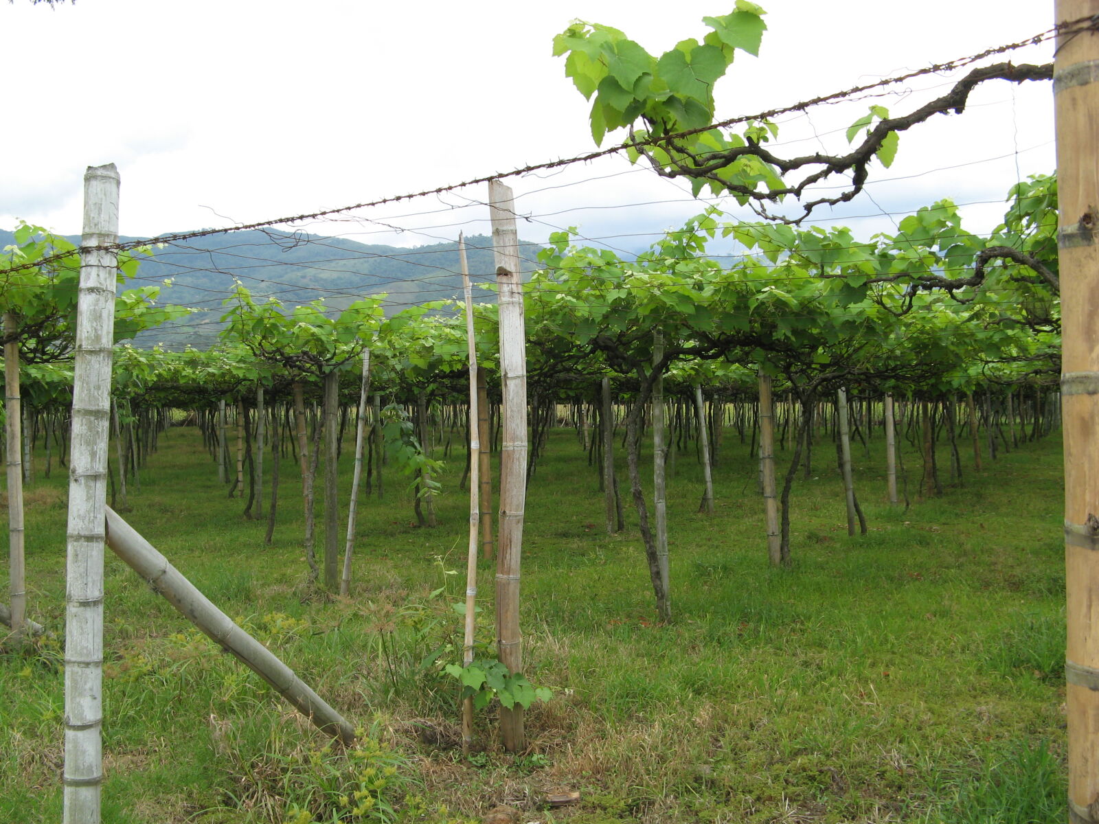 Canon POWERSHOT A710 IS sample photo. Grape, vineyard, wine, winery photography