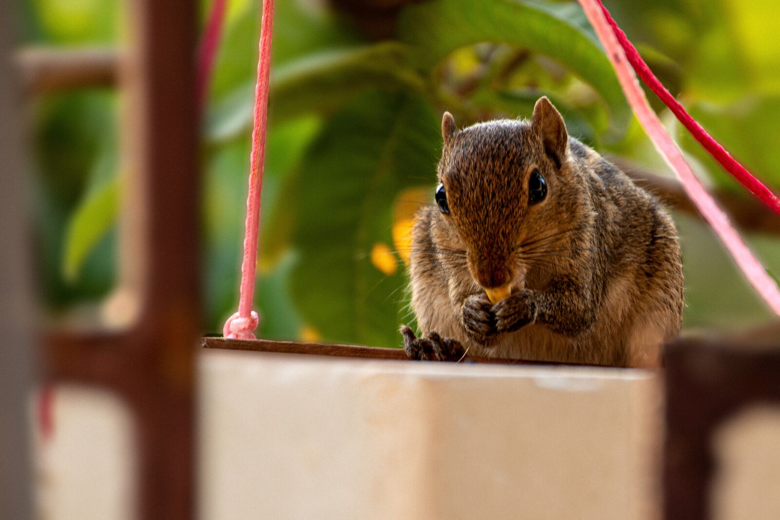 Nikon D5500 sample photo. Chipmunk, rodent, squirrel photography