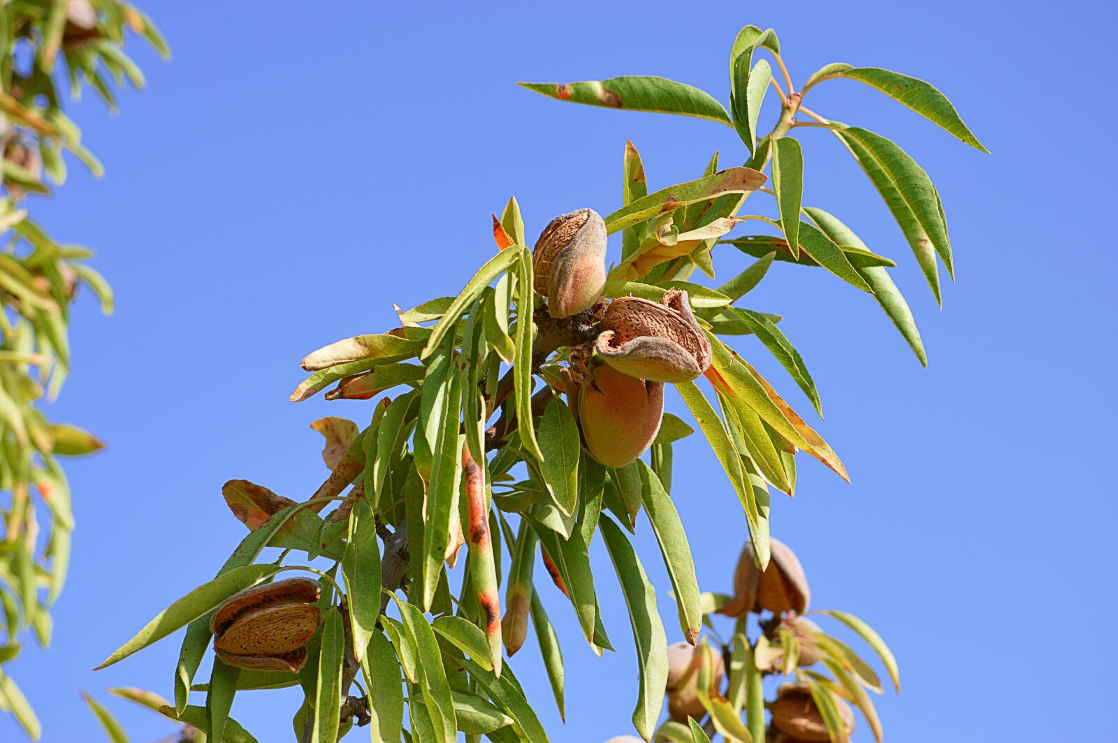 Nikon D3200 sample photo. Almonds, maturation, agriculture photography