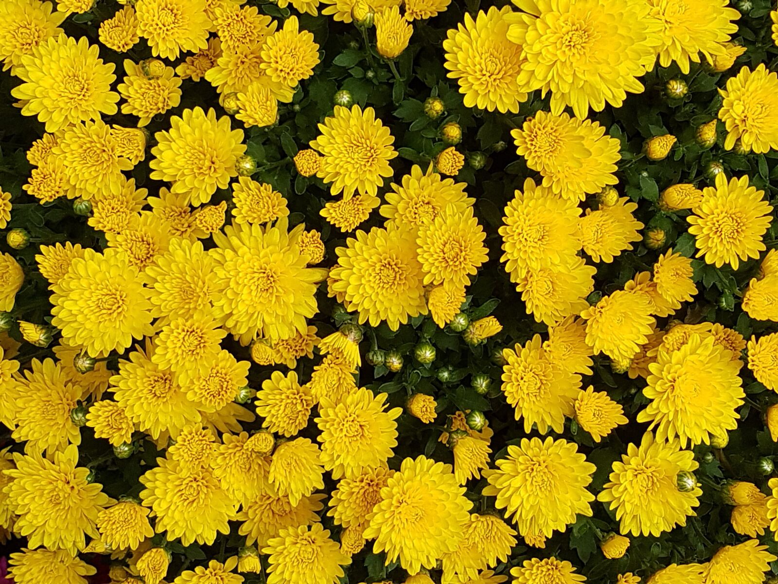 Samsung Galaxy S7 sample photo. Autumn, chrysanthemum, flowers photography