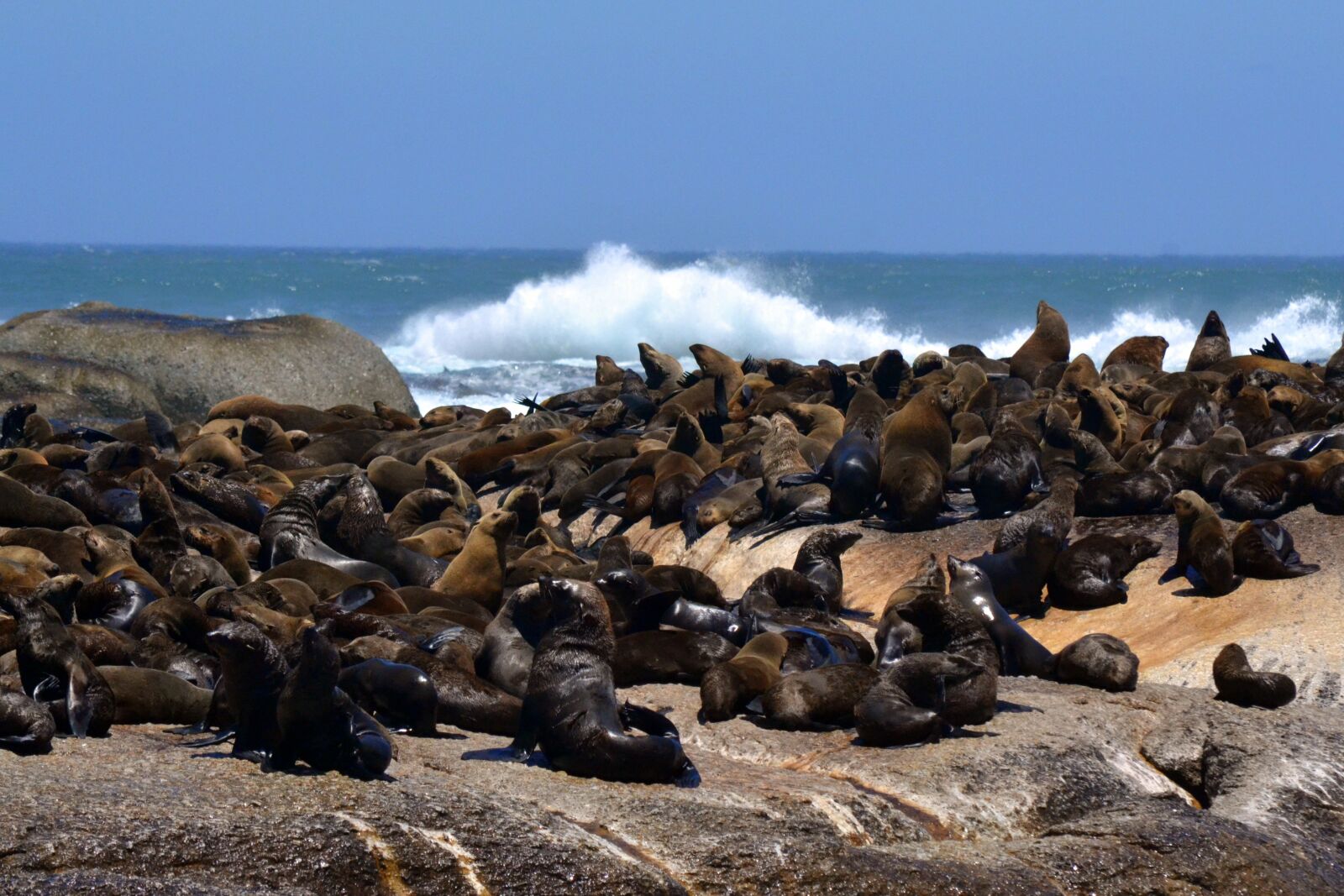 Nikon D3100 sample photo. Sea life, ocean, water photography