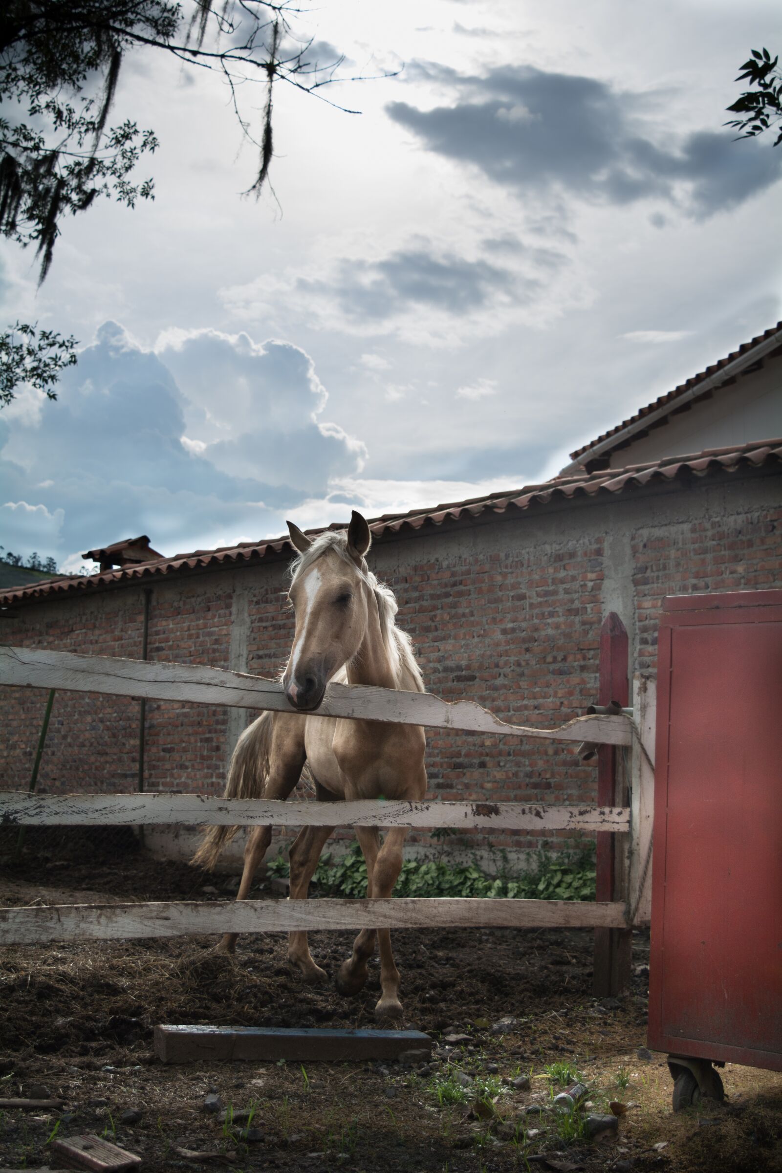 Nikon D5200 sample photo. Horse, refuge, nature photography