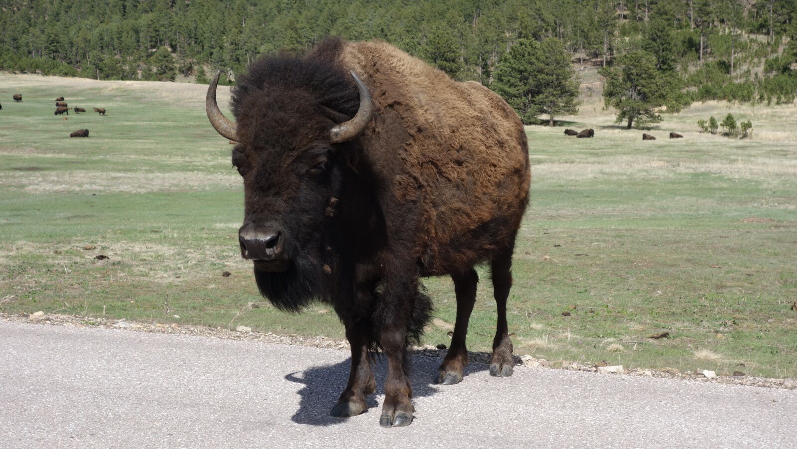 Sony Cyber-shot DSC-RX100 sample photo. Buffalo, bison, yellowstone photography