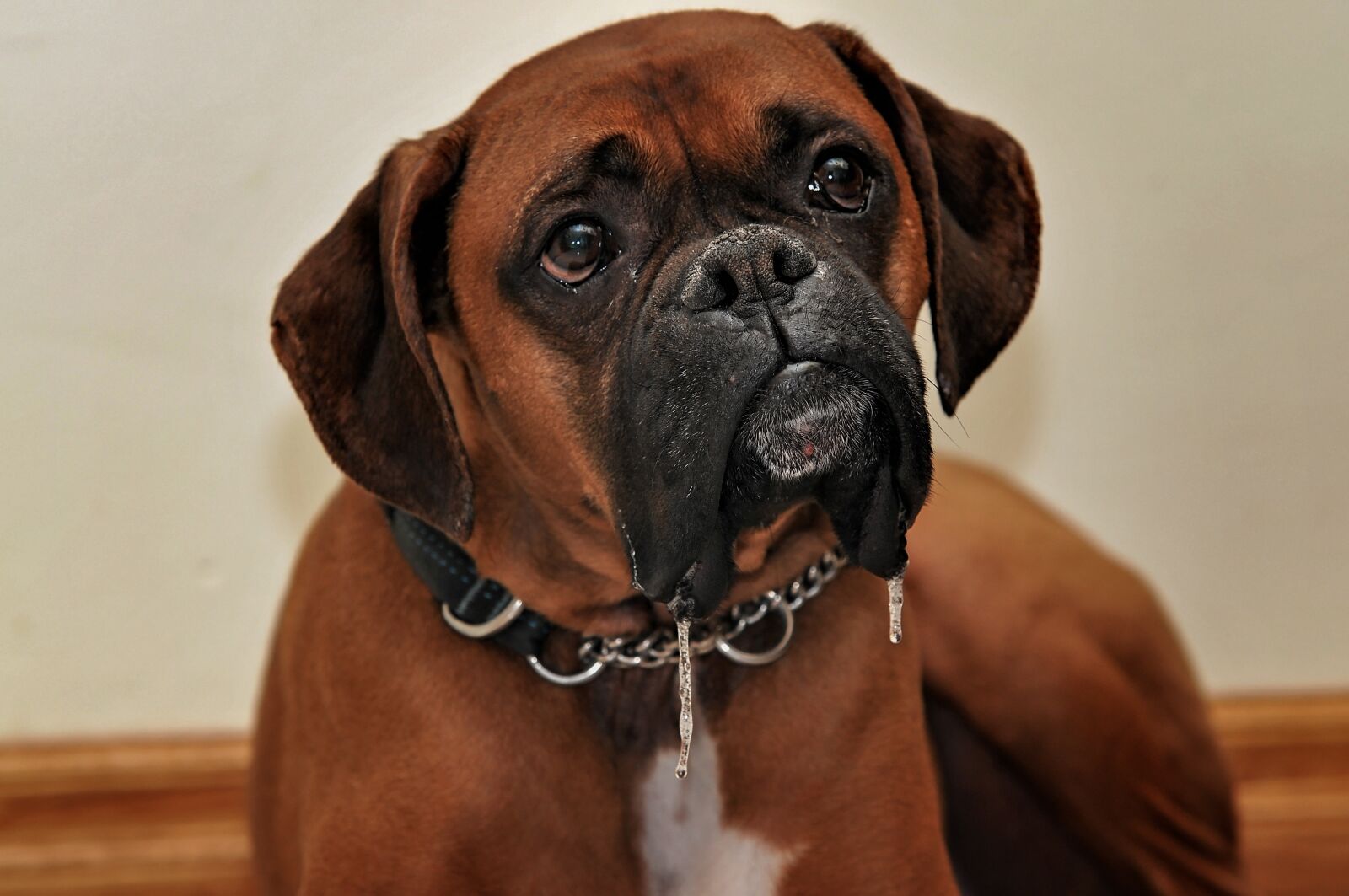 Nikon D300 sample photo. Boxer, dog, animal photography