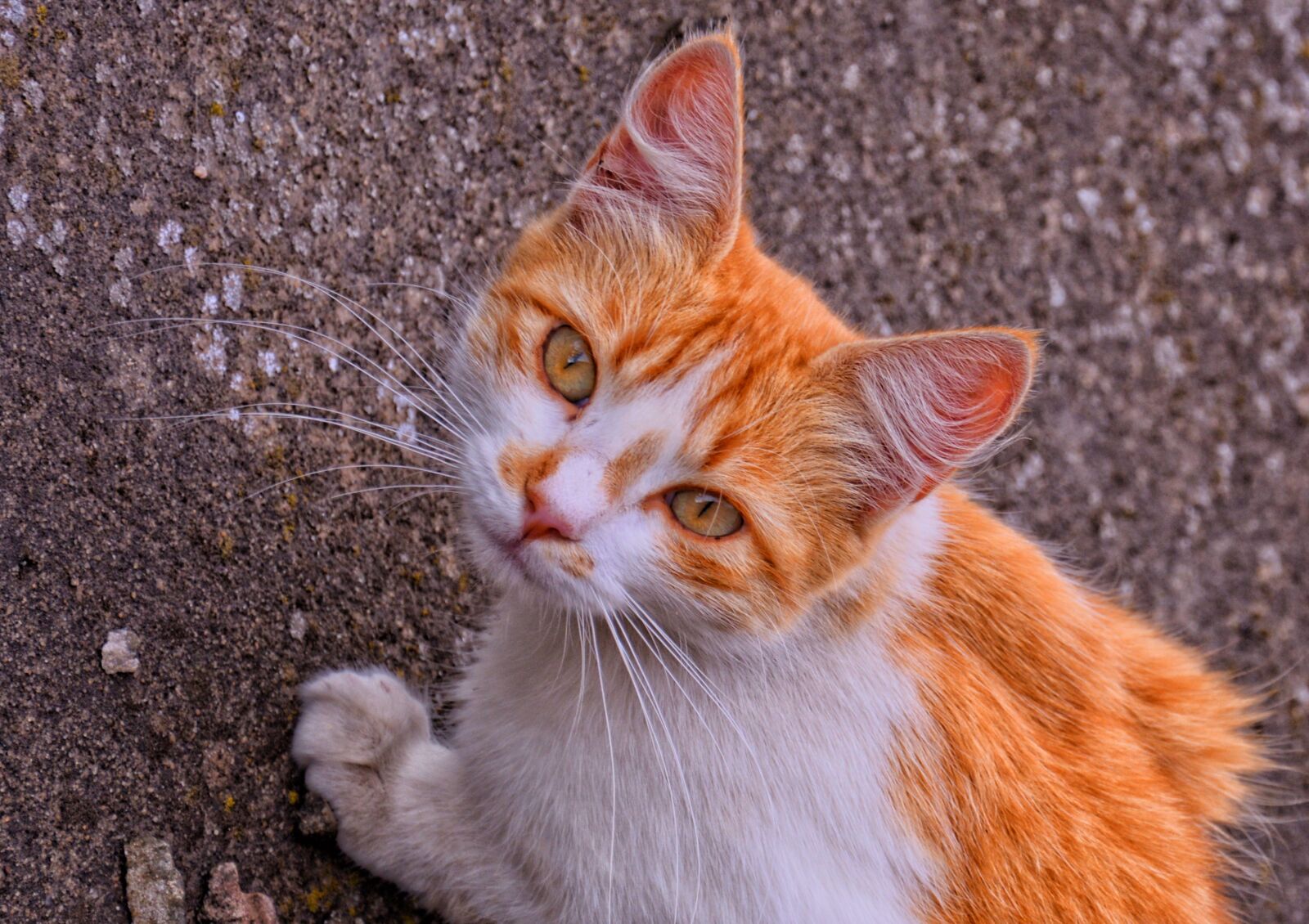 Nikon D5200 sample photo. Cat, feline, animal photography