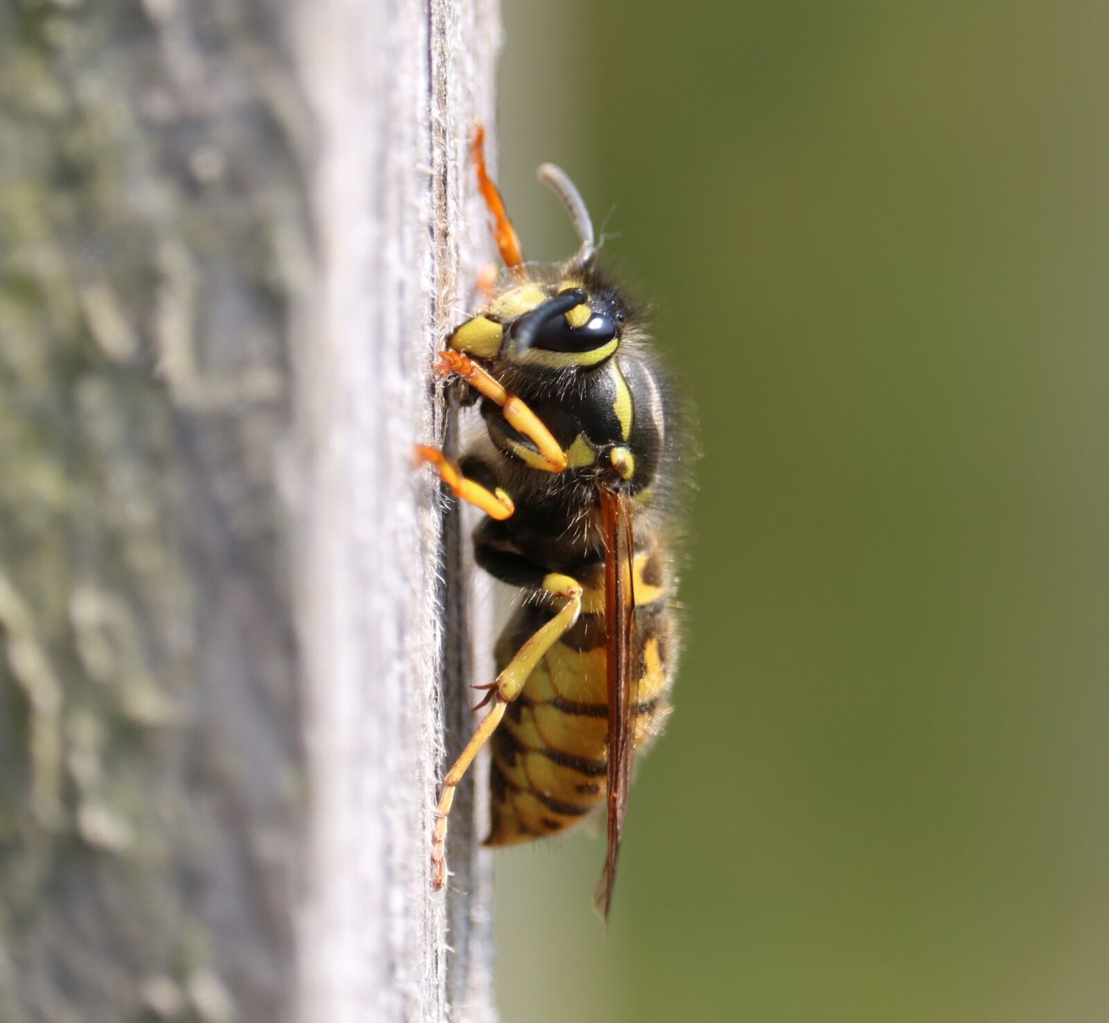 Canon EOS 750D (EOS Rebel T6i / EOS Kiss X8i) sample photo. Wasp, nest building, yellow photography
