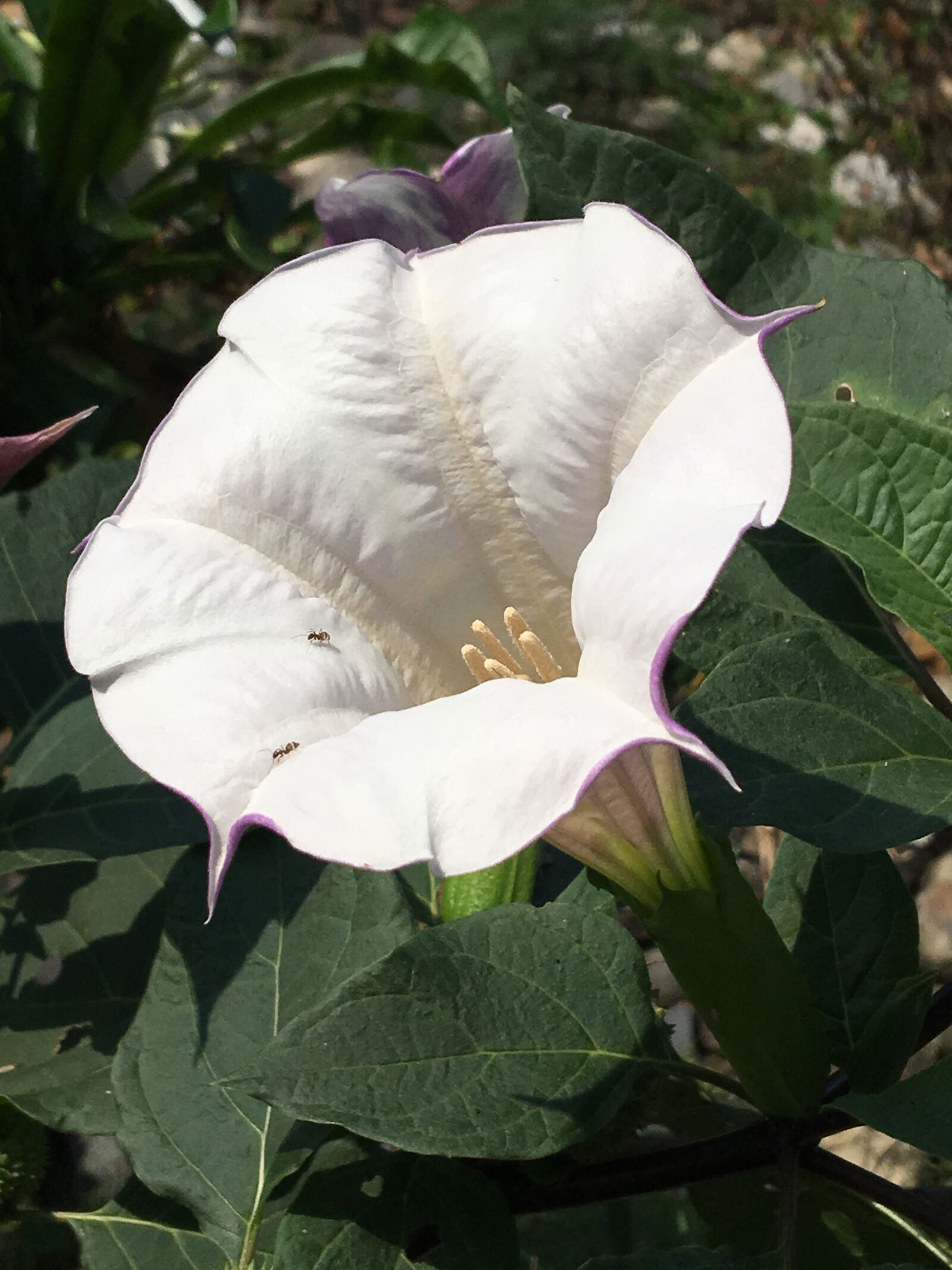 iPhone 6s Plus back camera 4.15mm f/2.2 sample photo. Datura, bush, flower photography