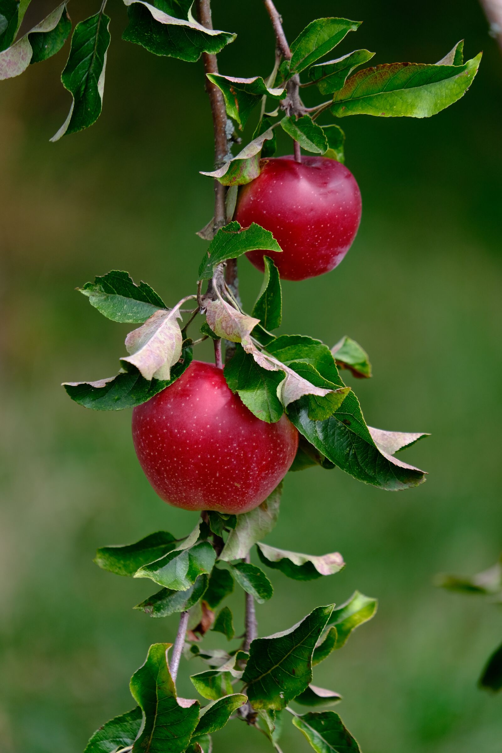Fujifilm X-T3 sample photo. Apples, apple tree, orchard photography