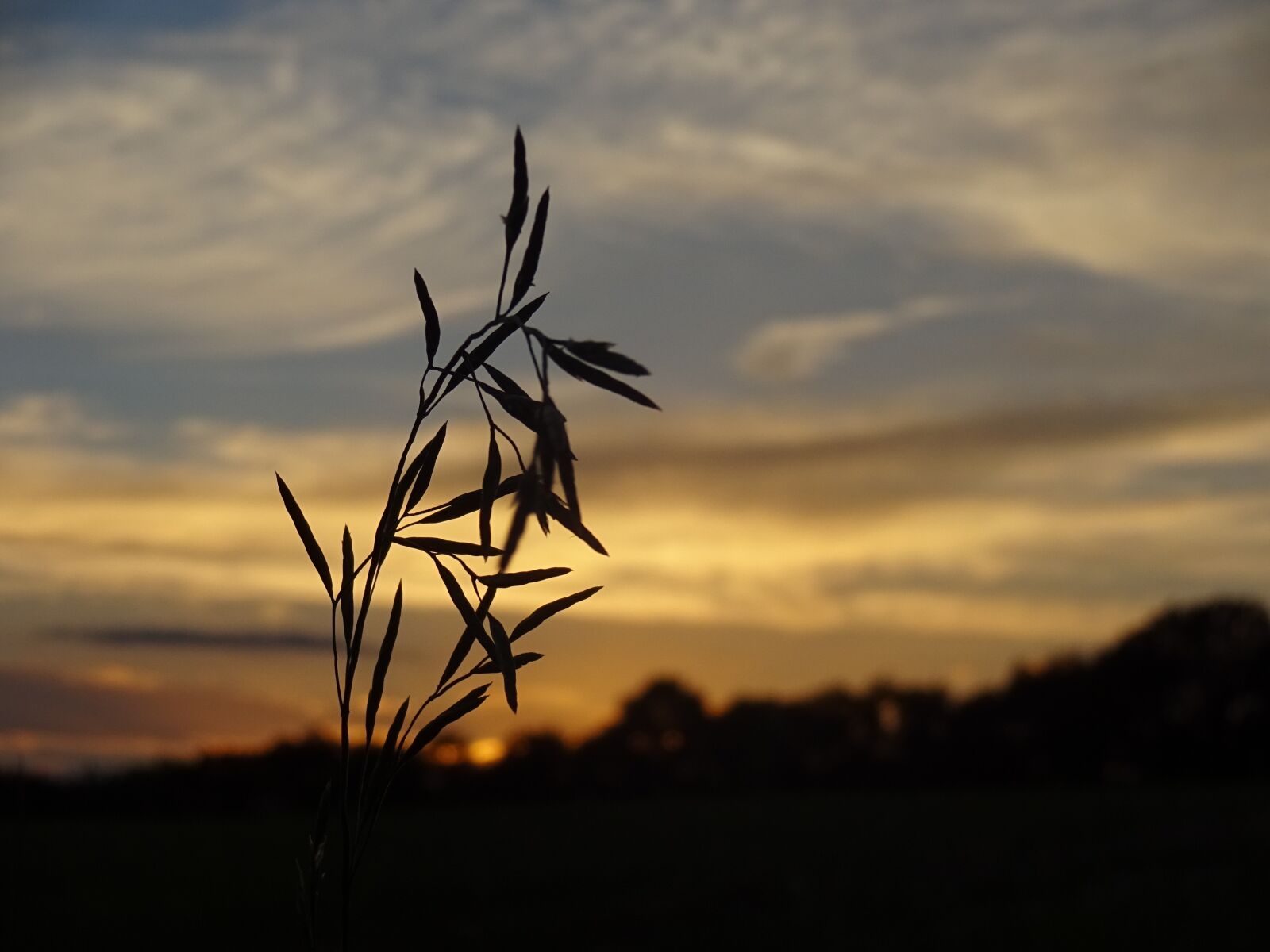 Sony Cyber-shot DSC-WX220 sample photo. Blade of grass, evening photography