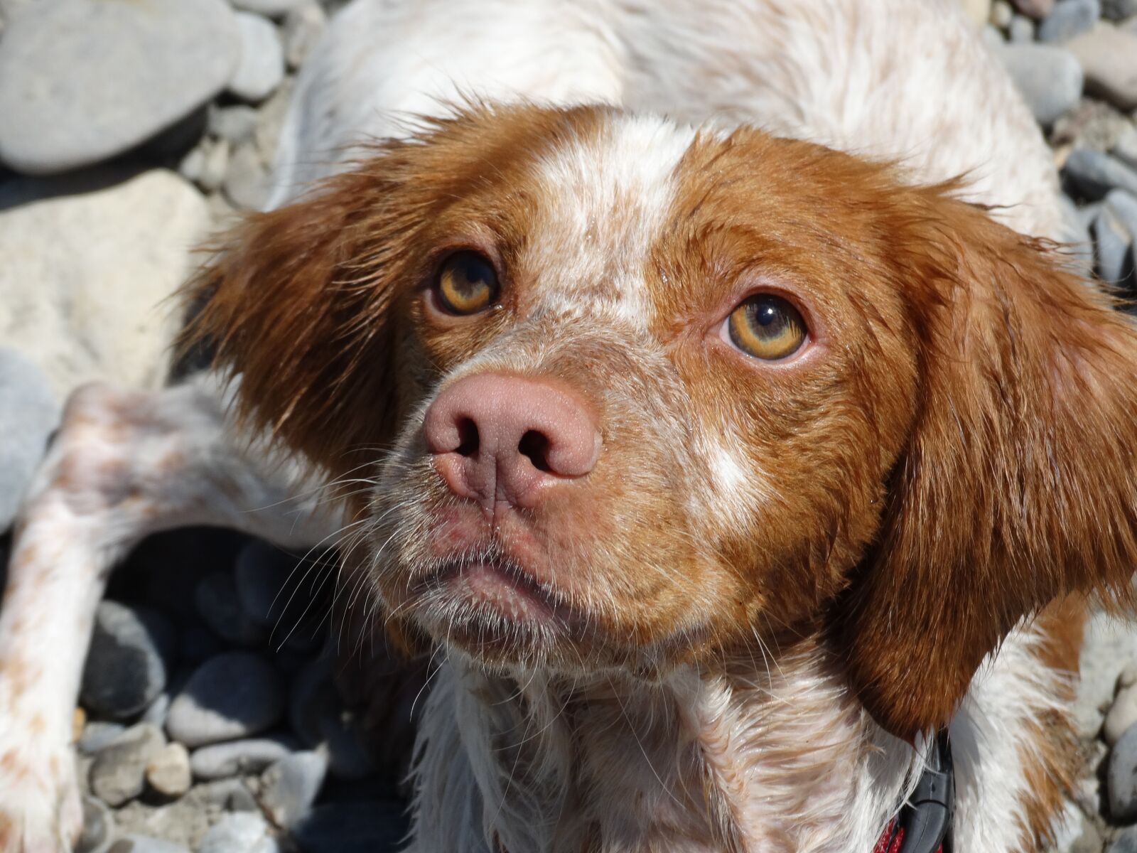 Sony Cyber-shot DSC-HX300 sample photo. Breton, dog, hunting photography