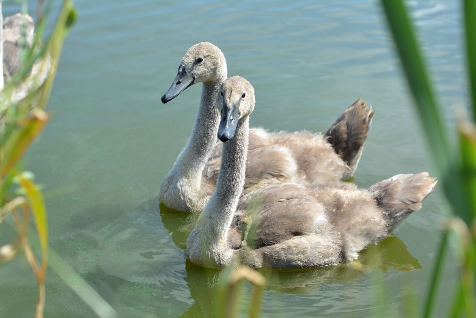 Nikon D5200 sample photo. Swan, swans, lake photography