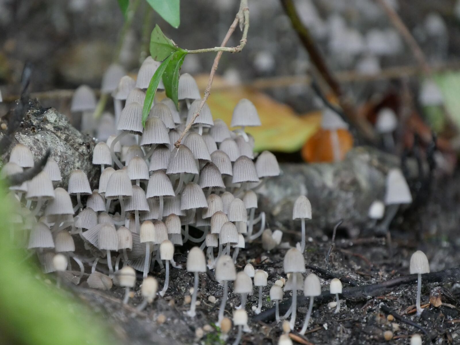 Panasonic DMC-G70 sample photo. Mushrooms, mushroom, forest photography