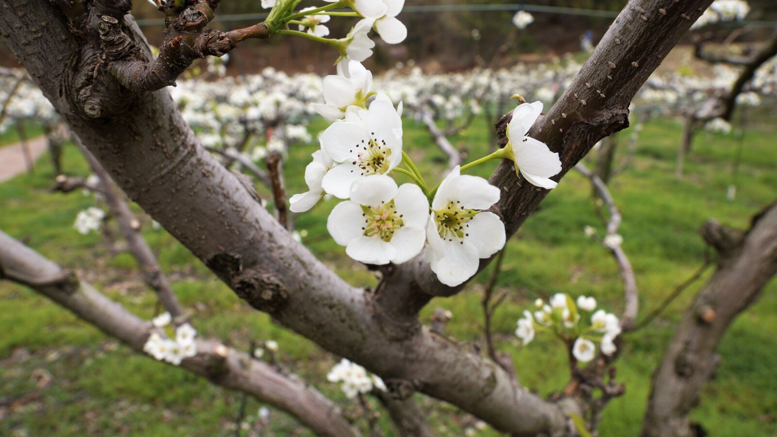 Sony SLT-A77 + Sony DT 16-50mm F2.8 SSM sample photo. Pear flower, times, nature photography