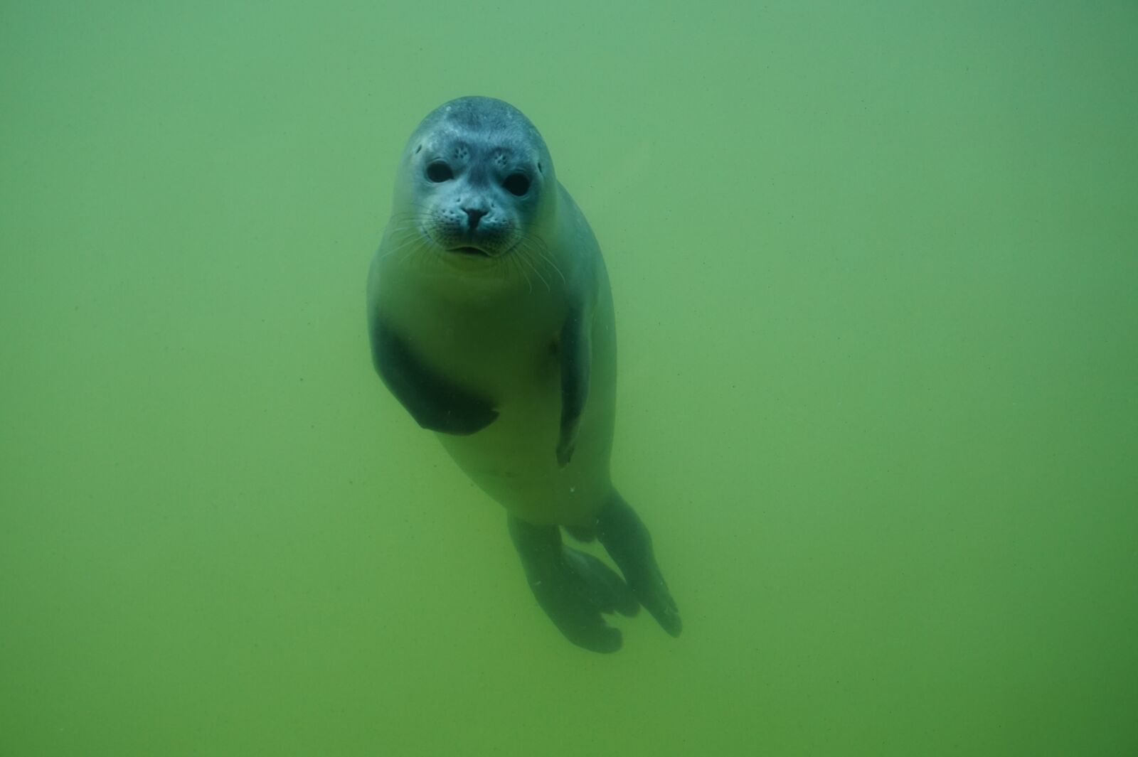 Sony Alpha a5000 (ILCE 5000) sample photo. Seal, sea, animal photography